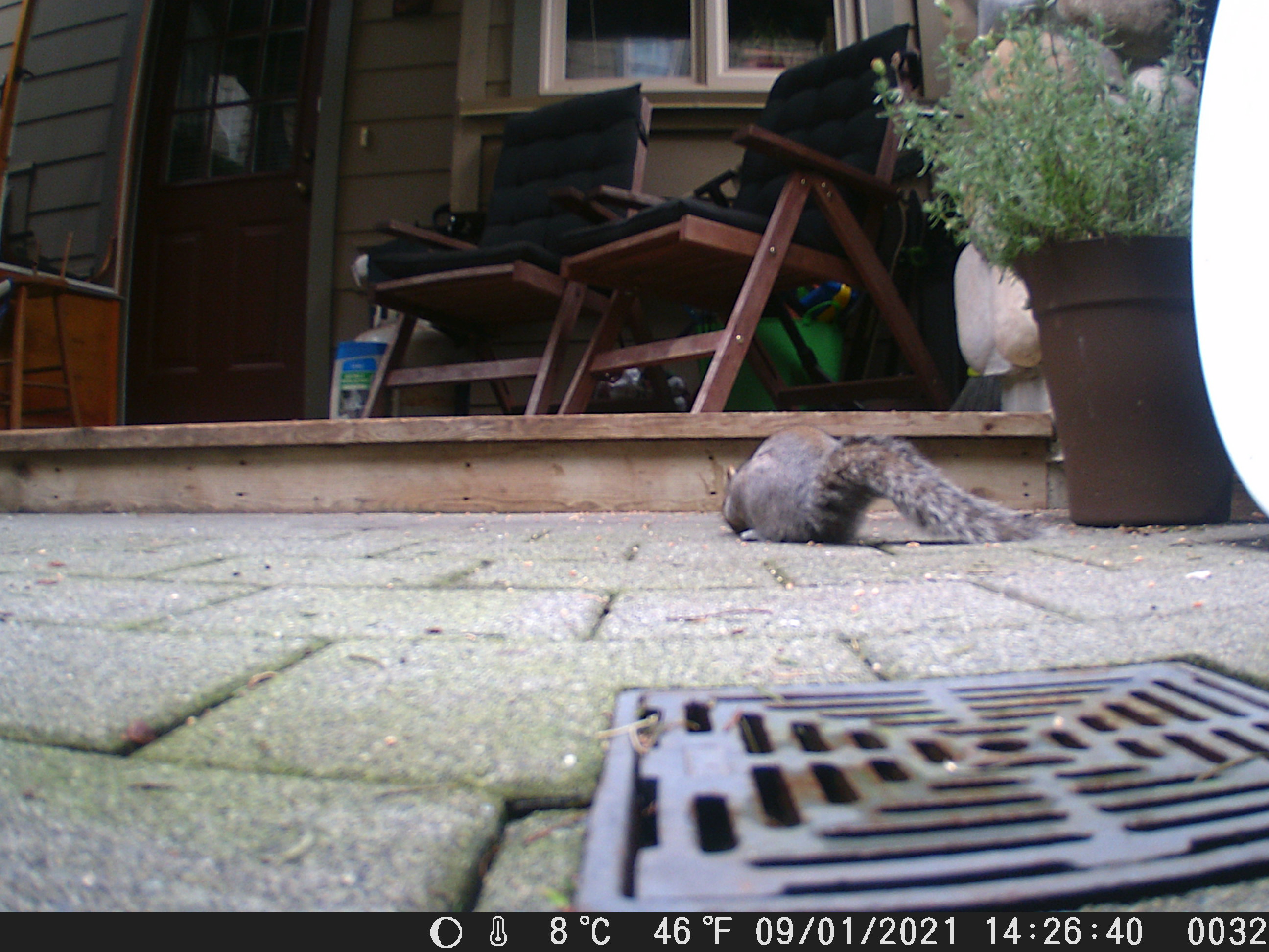 Grey squirrel