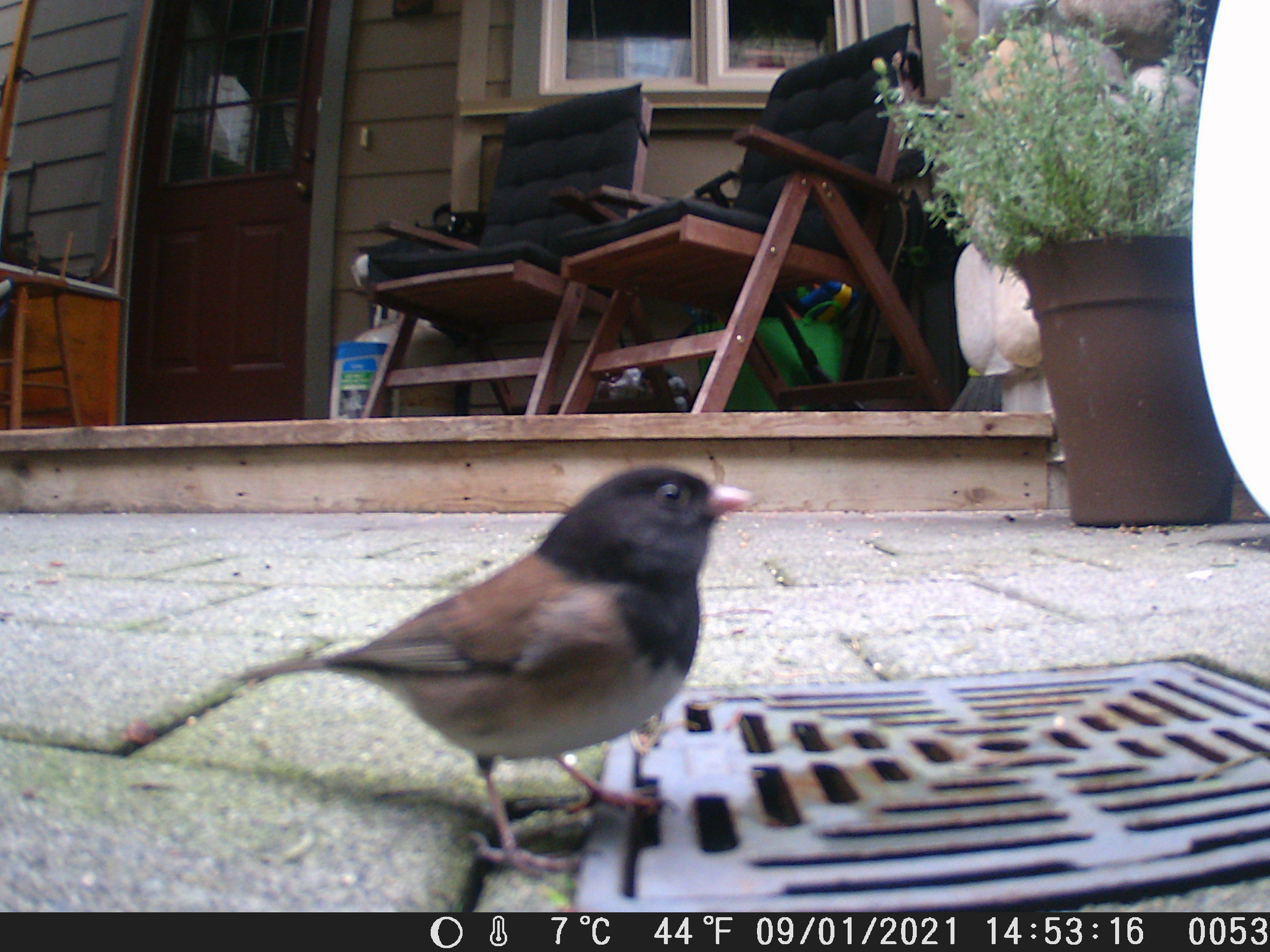 Junco close up